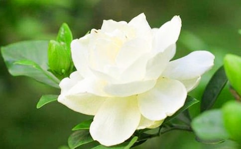 梦见栀子花