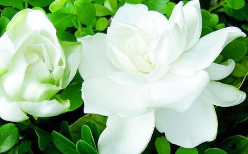 梦见白色栀子花