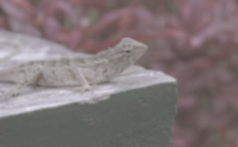 孕妇梦见蜥蜴