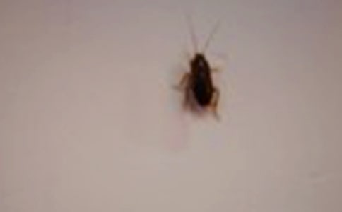 孕妇梦见蟑螂【热门】
