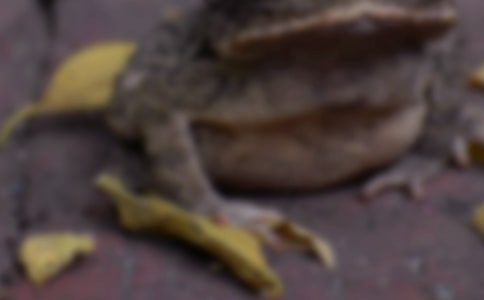 梦见白色蟾蜍