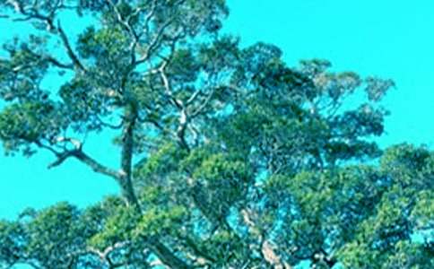 �μ�����