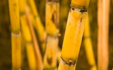 �и������ܳԸ�����