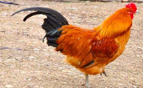 �и��μ�����ҧ�Լ�