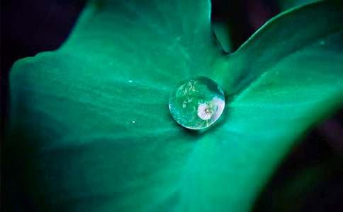 �μ���Ҷ����