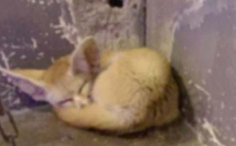 �μ�ץ����