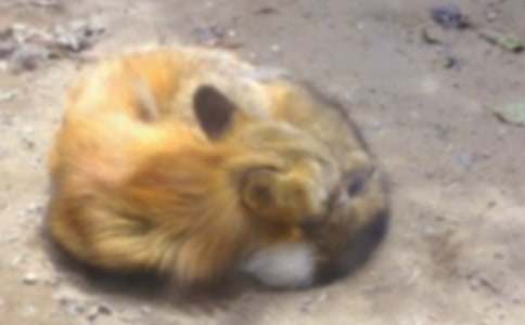http://www.zpnx.com/jiemeng/211924.html