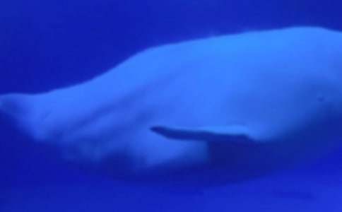 �����μ�����