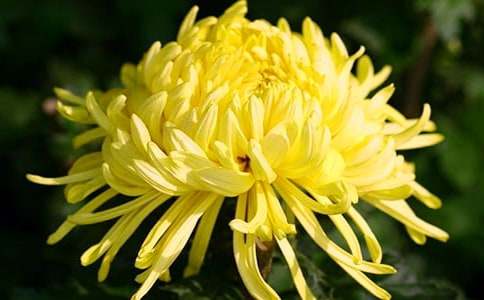 �μ���ɫ�ľջ�,�ƾջ�