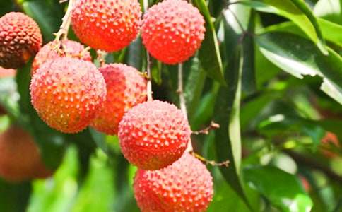 ���š�����֦�и��ܳ���