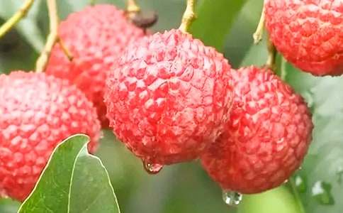 �и��μ�����֦