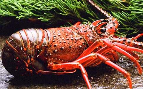 孕妇梦见被龙虾咬