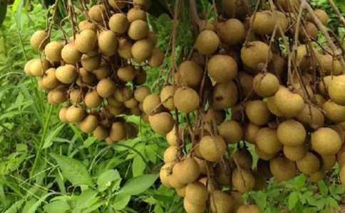 孕妇吃龙眼会流产