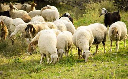 �μ�������ˮ��