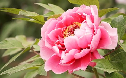 http://www.zpnx.com/jiemeng/265803.html