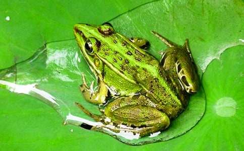 �и���ʳ����������