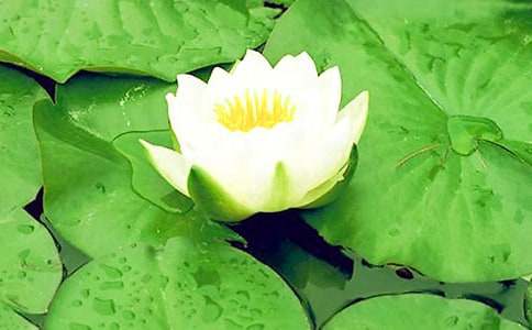 �μ�˯���ں���Ư��