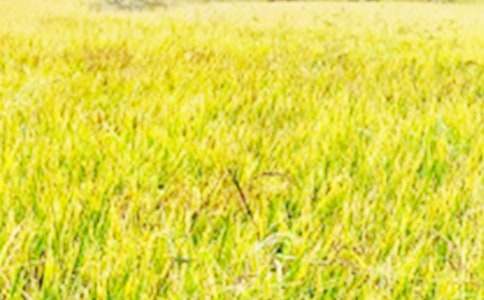 �μ���ҰһƬ����