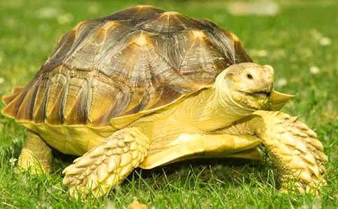 �μ������ڹ�(��)