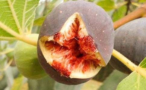 孕妇能吃无花果吗(精)