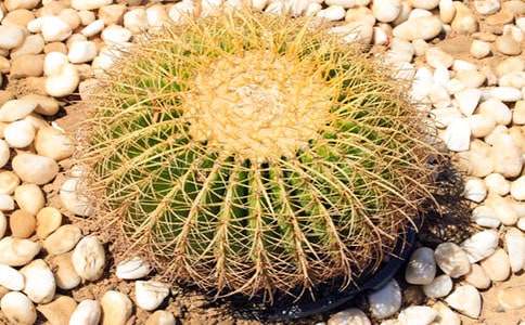 �μ�������