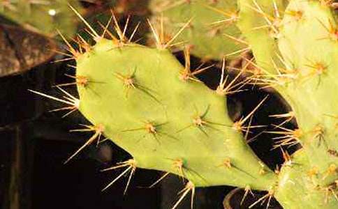 �и��ܳ������ƹ���