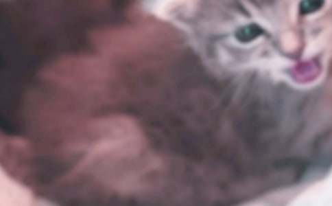 �μ���è��Сè