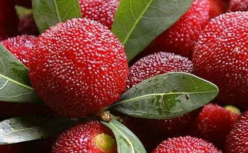 孕妇能吃杨梅吗