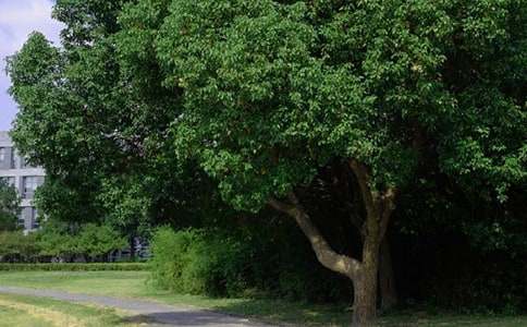 �Ƽ��������簲����Ȧ140��