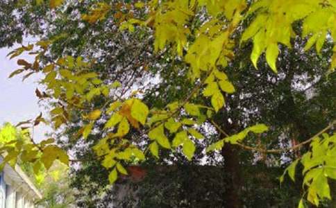 ��������2026���簲������������66��