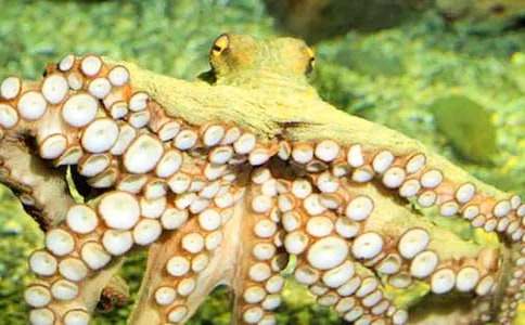 �μ����㡢��צ��