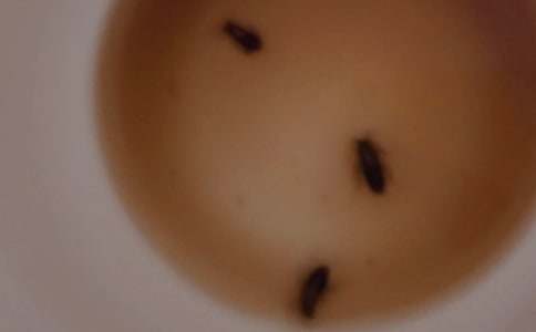 �����μ����